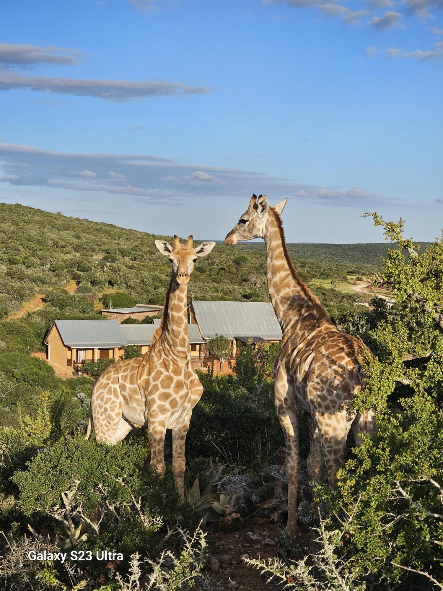 אדו Valley Bushveld Country Lodge מראה חיצוני תמונה