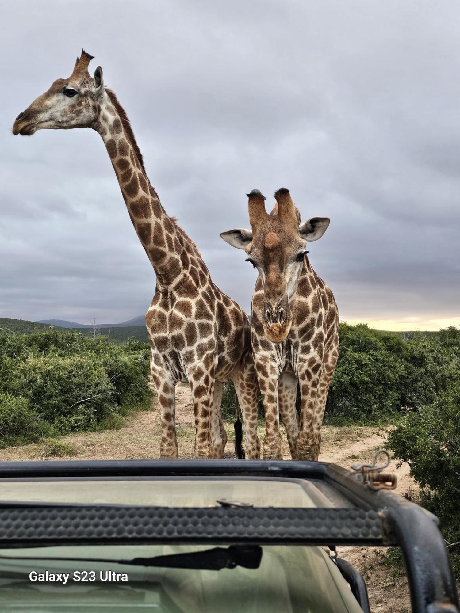 אדו Valley Bushveld Country Lodge מראה חיצוני תמונה