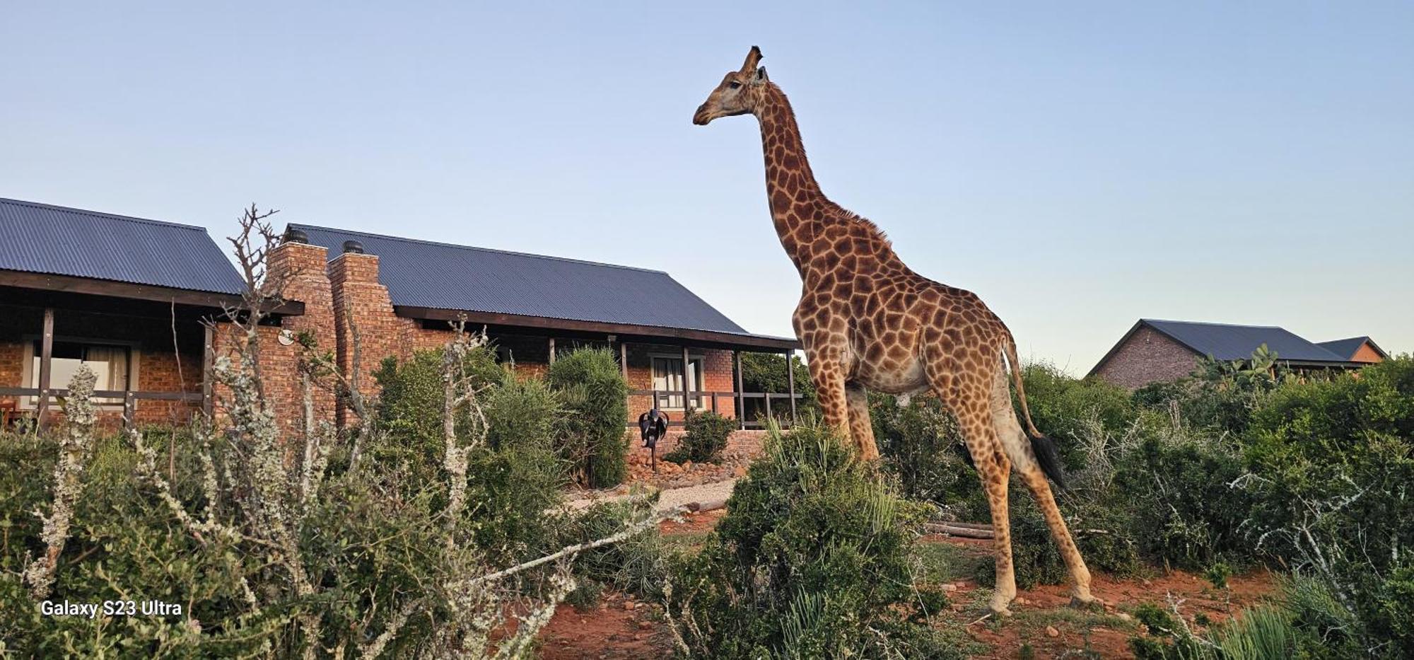 אדו Valley Bushveld Country Lodge מראה חיצוני תמונה