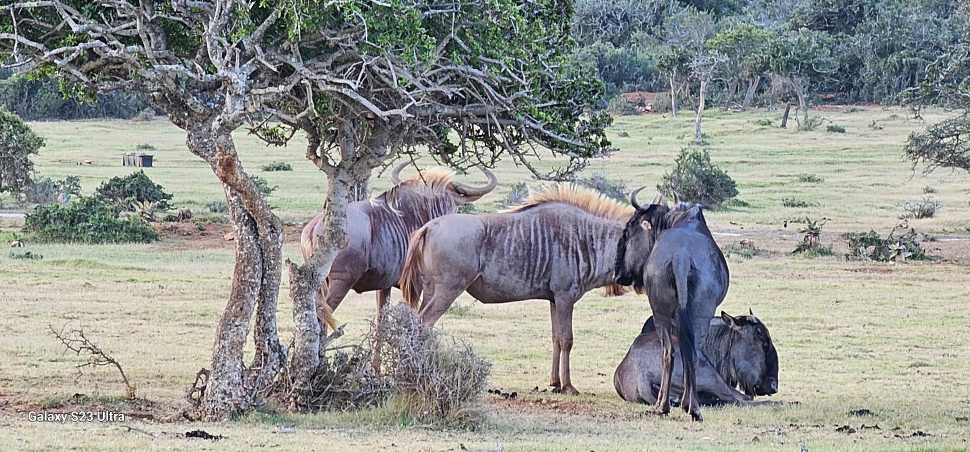 אדו Valley Bushveld Country Lodge מראה חיצוני תמונה