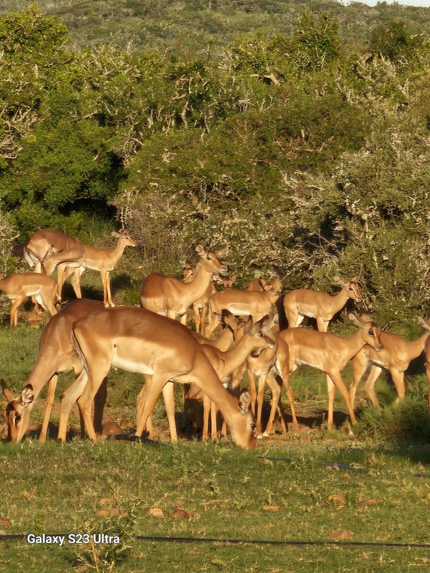 אדו Valley Bushveld Country Lodge מראה חיצוני תמונה