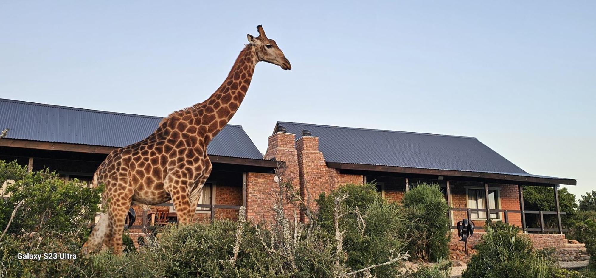 אדו Valley Bushveld Country Lodge מראה חיצוני תמונה