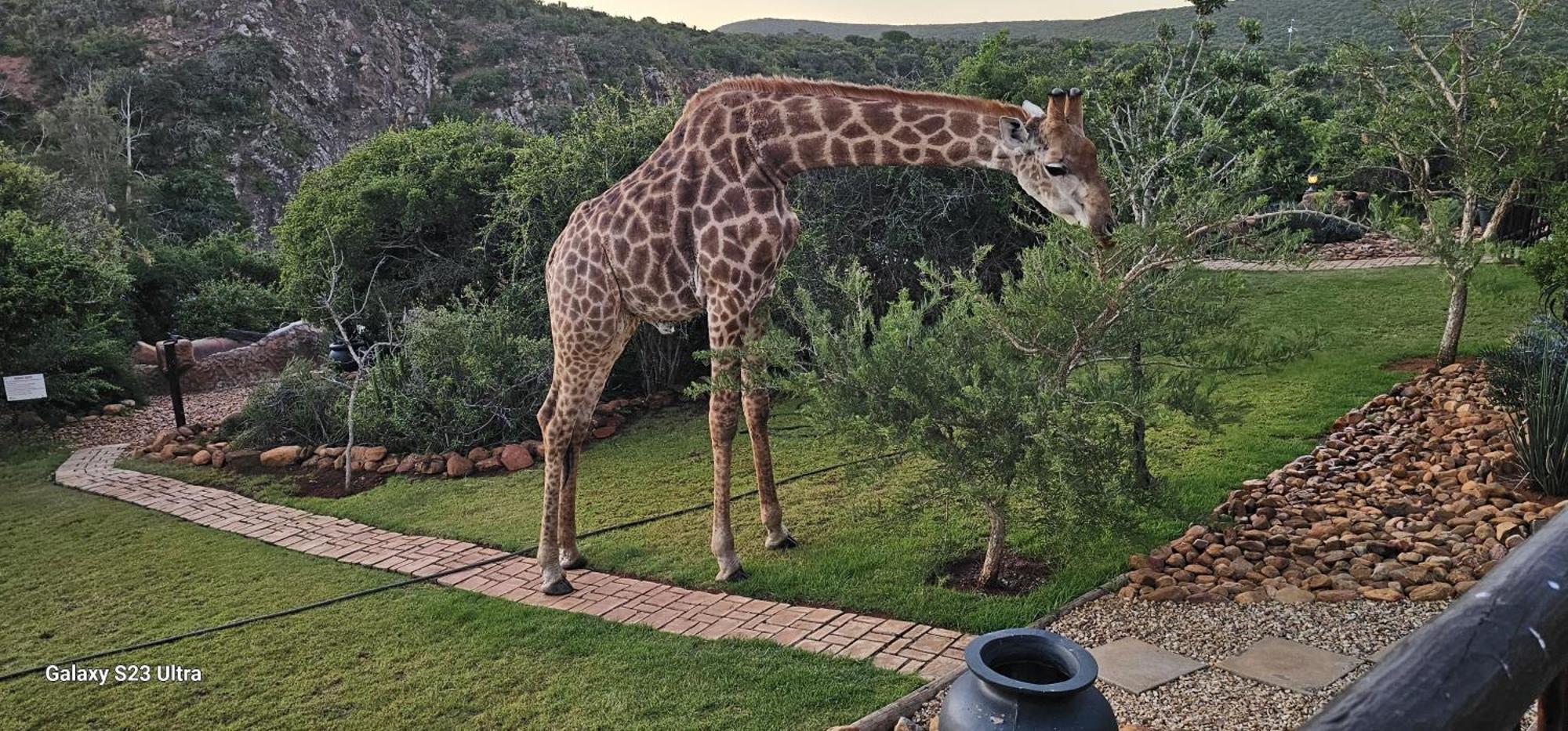 אדו Valley Bushveld Country Lodge מראה חיצוני תמונה