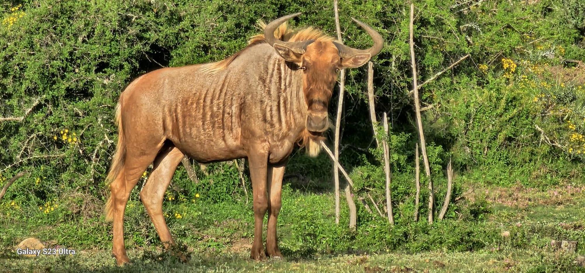 אדו Valley Bushveld Country Lodge מראה חיצוני תמונה