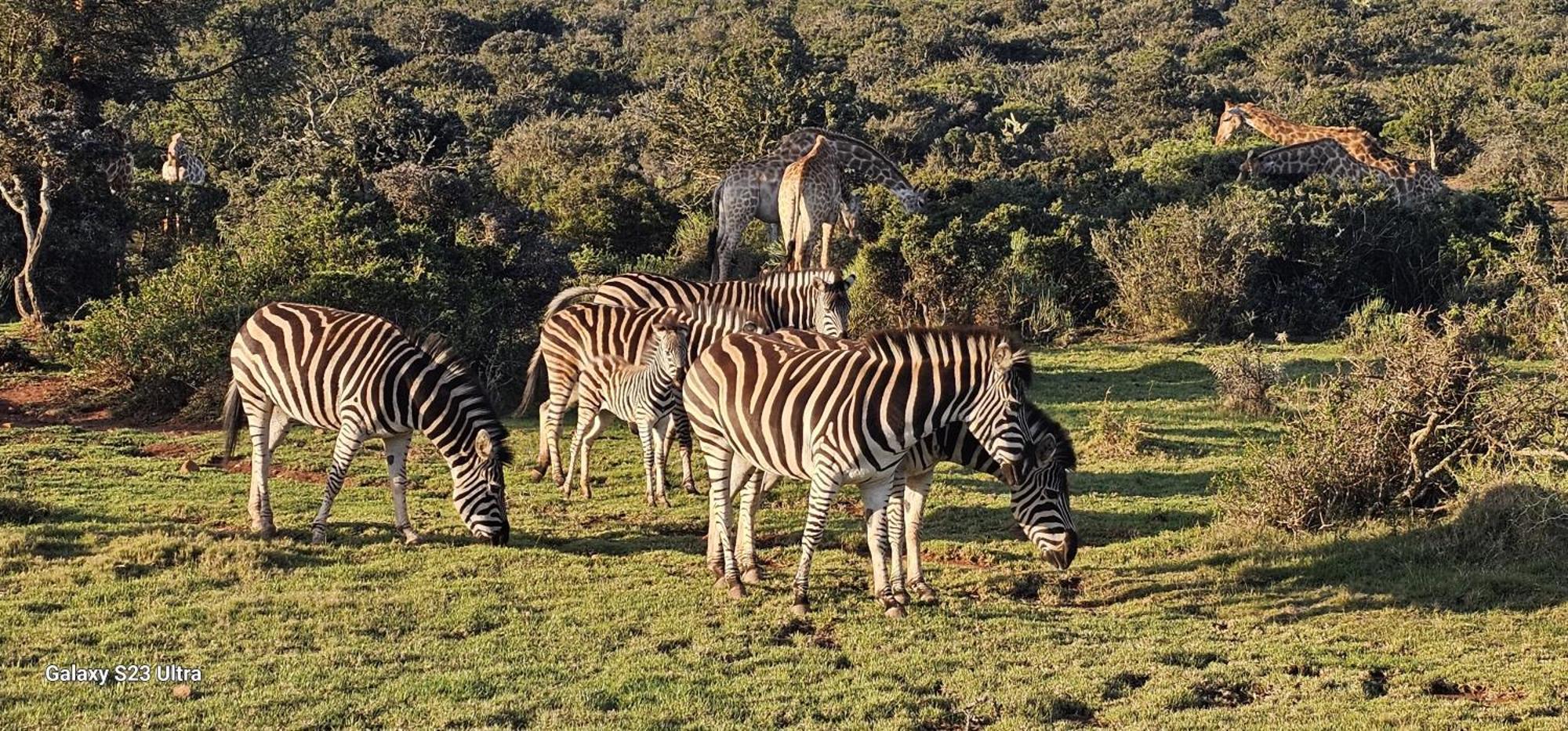 אדו Valley Bushveld Country Lodge מראה חיצוני תמונה